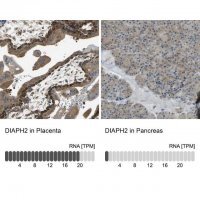 Anti-DIAPH2 antibody produced in rabbit 