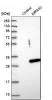 Anti-DIRAS3 antibody produced in rabbit 