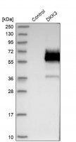 Anti-DKK3 antibody produced in rabbit 