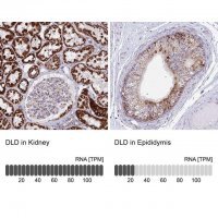Anti-DLD antibody produced in rabbit 