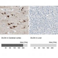 Anti-DLG4 antibody produced in rabbit 