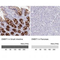 Anti-DMBT1 antibody produced in rabbit