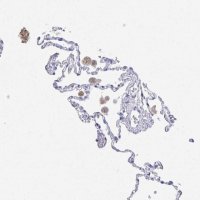 Anti-DMBT1 antibody produced in rabbit