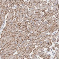 Anti-DMD antibody produced in rabbit