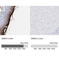 Anti-DMKN antibody produced in rabbit
