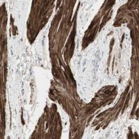 Anti-DMPK antibody produced in rabbit