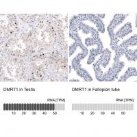 Anti-DMRT1 antibody produced in rabbit