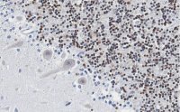 Anti-DNA Polymerase beta Antibody, clone 3F21 ZooMAb� Rabbit Monoclonal 