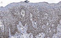 Anti-DNA-RNA hybrid Antibody, clone S9.6 ZooMAb� Mouse Monoclonal 