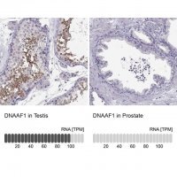 Anti-DNAAF1