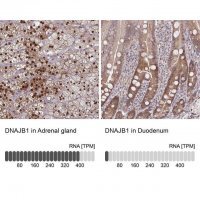 Anti-DNAJB1 antibody produced in rabbit