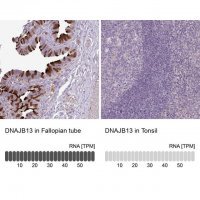 Anti-DNAJB13 antibody produced in rabbit 