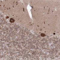 Anti-DNAJB2 antibody produced in rabbit HPA036268-100UL