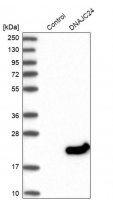 Anti-DNAJC24 antibody produced in rabbit HPA025237-100UL