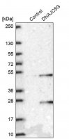 Anti-DNAJC5G antibody produced in rabbit