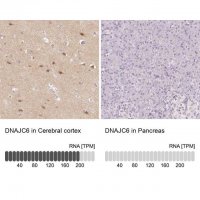 Anti-DNAJC6 antibody produced in rabbit 