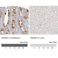 Anti-DNASE1 antibody produced in rabbit 