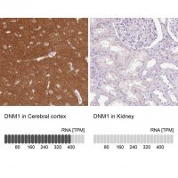Anti-DNM1 antibody produced in rabbit 