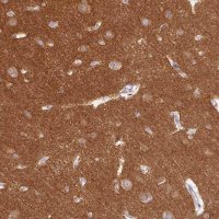 Anti-DNM1 antibody produced in rabbit 