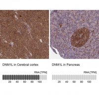 Anti-DNM1L antibody produced in rabbit 