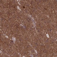 Anti-DNM1L antibody produced in rabbit 