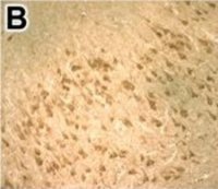 Anti-DNMT3B antibody produced in rabbit 