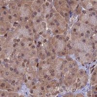 Anti-DNPEP antibody produced in rabbit