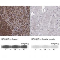Anti-DOCK10 antibody produced in rabbit 