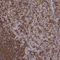 Anti-DOCK10 antibody produced in rabbit 