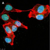 Anti-DOCK11 Antibody, clone 1F11 ZooMAb� Rabbit Monoclonal 