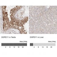 Anti-DOPEY1 antibody produced in rabbit 