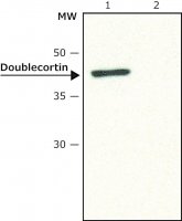 Anti-Doublecortin antibody produced in rabbit