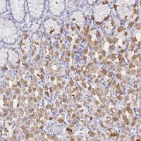 Anti-DPCR1 antibody produced in rabbit 