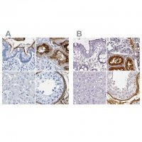 Anti-DPEP1 antibody produced in rabbit 