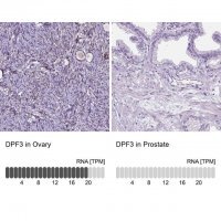 Anti-DPF3 antibody produced in rabbit 