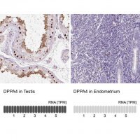 Anti-DPPA4 antibody produced in rabbit 
