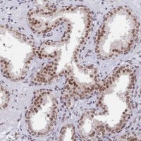 Anti-DPY30 antibody produced in rabbit 