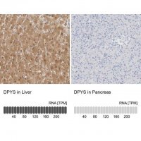 Anti-DPYS antibody produced in rabbit