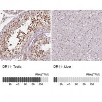 Anti-DR1 antibody produced in rabbit 