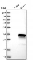 Anti-DRAP1 antibody produced in rabbit HPA006790-100UL