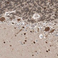 Anti-DRAP1 antibody produced in rabbit HPA006790-100UL