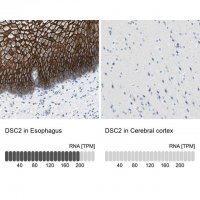 Anti-DSC2 antibody produced in rabbit 