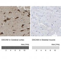 Anti-DSCAM antibody produced in rabbit