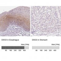 Anti-DSG3 antibody produced in rabbit 