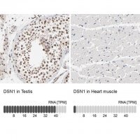 Anti-DSN1 antibody produced in rabbit 