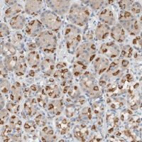 Anti-DUOX1 antibody produced in rabbit 
