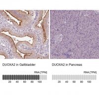 Anti-DUOXA2 antibody produced in rabbit 