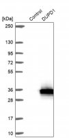 Anti-DUPD1 antibody produced in rabbit 