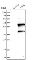 Anti-DUS1L antibody produced in rabbit 