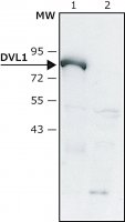 Anti-DVL1 (C-terminal) antibody produced in rabbit